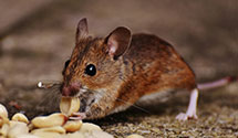 24 Hour & Emergency Exterminators in Pine Woods, NY
